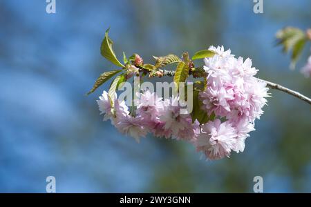 Die leuchtend rosa Blüten auf dem Ast stehen im Kontrast zum ruhigen Himmel darüber und erwecken ein Gefühl von Helligkeit und Leben. Sakura blüht am Ast Stockfoto
