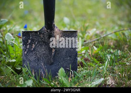 Schwarze Schaufel, die im Boden steckt, umgeben von üppigem grünem Gras und einer Vielzahl kleiner blauer Blumen Stockfoto