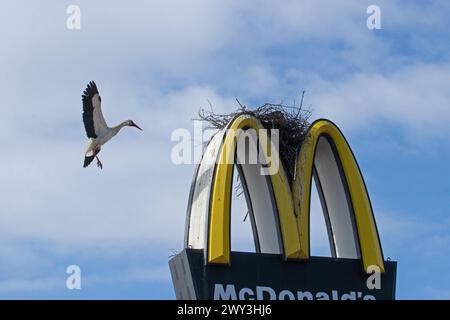 Weißer Storch mit offenen Flügeln, der auf McDonald's Symbol nistet und direkt vor dem blauen Himmel mit weißen Wolken blickt Stockfoto