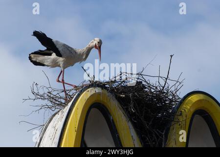 Weißer Storch mit offenen Flügeln, der auf dem Nest auf McDonald's Symbol steht und direkt vor dem blauen Himmel mit weißen Wolken blickt Stockfoto