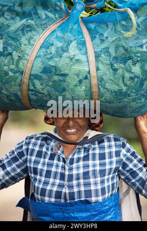 Indische Teepflückerin mit einer großen Tüte Teeblätter auf dem Kopf, Nahaufnahme, Munnar, Kerala, Indien Stockfoto