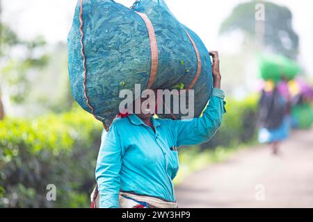 Indische Teepflückerin mit einer großen Tüte Teeblätter auf dem Kopf, Munnar, Kerala, Indien Stockfoto