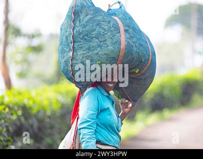 Indische Teepflückerin mit einer großen Tüte Teeblätter auf dem Kopf, Munnar, Kerala, Indien Stockfoto