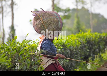 Indische Teepflückerin mit einer großen Tüte Teeblätter auf dem Kopf, Munnar, Kerala, Indien Stockfoto