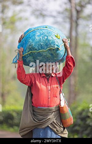 Indische Teepflückerin mit einer großen Tüte Teeblätter auf dem Kopf, Munnar, Kerala, Indien Stockfoto