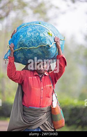 Indische Teepflückerin mit einer großen Tüte Teeblätter auf dem Kopf, Munnar, Kerala, Indien Stockfoto