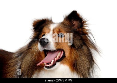 Das Gesicht des glücklichen shetland-Schäferhundes isoliert auf einem sauberen weißen Hintergrund Stockfoto