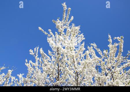 Ein malerischer Blick auf Äste mit weißen Pflaumenblüten vor einem blauen Himmel Stockfoto