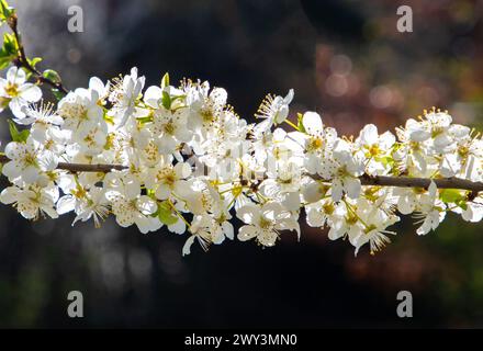 Ein malerischer Blick auf Äste mit weißen Pflaumenblüten vor einem blauen Himmel Stockfoto