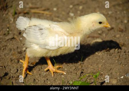 Die süße Baby-Tussi steht Stockfoto