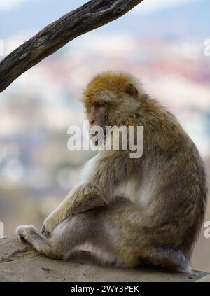 Berbermakaken (Macaca sylvanus oder Berberaffen oder Magot), die im Atlasgebirge Algeriens und Marokkos zusammen mit einer kleinen Population von Uncerta gefunden wurden Stockfoto