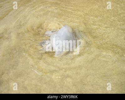 Quallen am Strand als kleine Gefahr Stockfoto