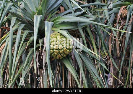 Frucht auf einer Pandanusschraube Kiefer Pflanze im Garten Stockfoto