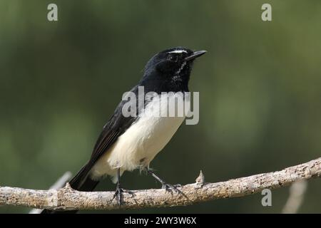 Willie Bachtail Vogel sitzt auf einem Baumzweig Stockfoto