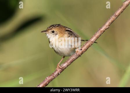 Goldenköpfiger Cisticola-Vogel, der auf einem Baumzweig sitzt Stockfoto