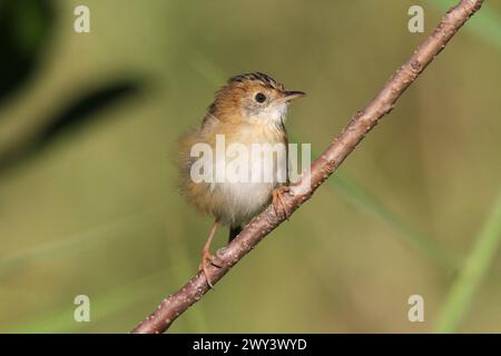 Goldenköpfiger Cisticola-Vogel, der auf einem Baumzweig sitzt Stockfoto