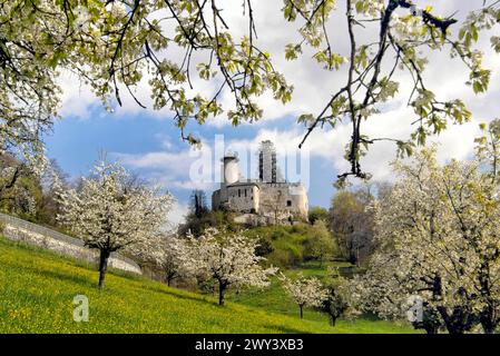 Europa, Schweiz, Baselland, Baselbiet, Birseck, Birsecktal, Arlesheim, Arlesheim BL, Frühling, Frühling, Cherryblossom Stockfoto