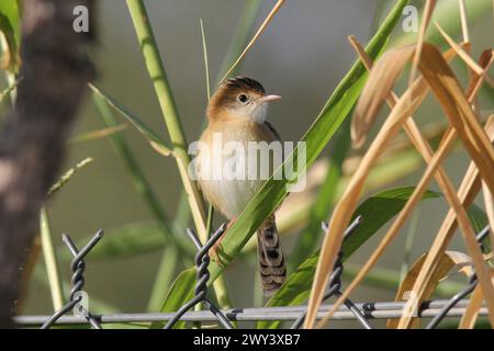 Goldenköpfiger Cisticola-Vogel, der auf einem Stück Gras sitzt Stockfoto