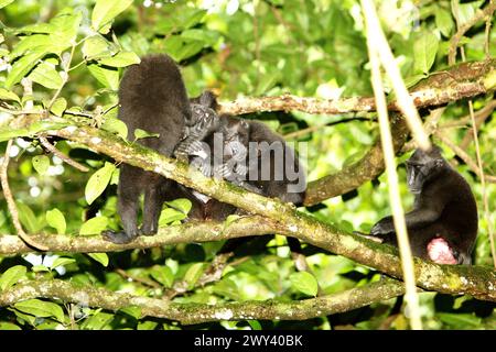 Makaken (Macaca nigra) machen zusammen ein Nickerchen, während sie auf einem Baumzweig ruhen, während sie von der Nahrungssuche im Tangkoko-Wald in Nord-Sulawesi, Indonesien, anhalten. „Der Klimawandel ist einer der wichtigsten Faktoren, die die biologische Vielfalt weltweit in alarmierender Geschwindigkeit beeinflussen“, so ein Team von Wissenschaftlern unter der Leitung von Antonio acini Vasquez-Aguilar in ihrem Forschungspapier, das erstmals im März 2024 über environ Monit Assete veröffentlicht wurde. Der Klimawandel könnte die geografische Verteilung von Arten verändern, einschließlich Arten, die stark von der Waldbedeckung abhängen. „Steigende Temperaturen, die durch den Klimawandel verursacht werden, können... Stockfoto