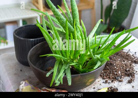 Das Töpfen, Umpflanzen und Vermehren ist die Trennung der Kinder der Aloe Vera Pflanze. Sukkulent auf dem Tisch, Topf, Erde, Schaufel Stockfoto