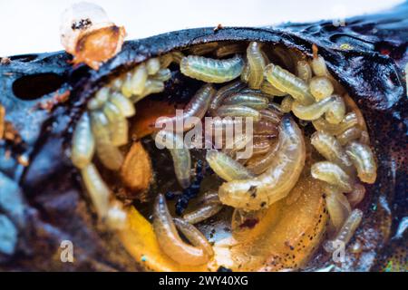 Eier und Fliegenlarven (Pinkie) in Fischaugen. Larve verwendet Eiter oder zersetzende Gewebe als Nahrung; gleichzeitig werden gesunde Zellen zerstört. Parasitäre Erkrankungen Stockfoto