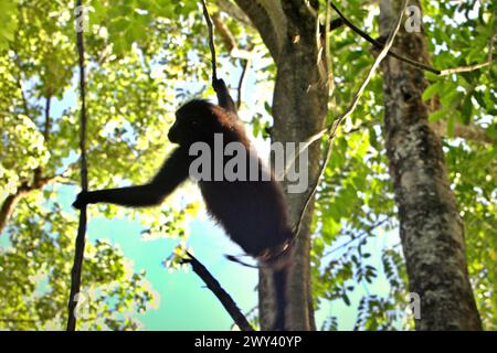 Ein Sulawesi-Schwarzhaubenmakaken (Macaca nigra) hat eine Silhouette vor hellem Hintergrund, da er sich an einer Lianenrebe festhält, während er im Tangkoko-Wald im Norden von Sulawesi, Indonesien, auf der Suche ist. „Der Klimawandel ist einer der wichtigsten Faktoren, die die biologische Vielfalt weltweit in alarmierender Geschwindigkeit beeinflussen“, so ein Team von Wissenschaftlern unter der Leitung von Antonio acini Vasquez-Aguilar in ihrem Forschungspapier, das erstmals im März 2024 über environ Monit Assete veröffentlicht wurde. Der Klimawandel könnte die geografische Verteilung von Arten verändern, einschließlich Arten, die stark von der Waldbedeckung abhängen. Stockfoto