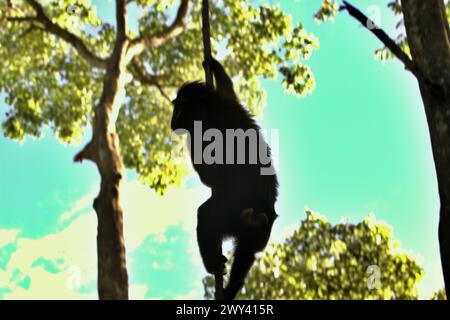 Ein Sulawesi-Schwarzhaubenmakaken (Macaca nigra) hat eine Silhouette vor hellem Hintergrund, da er sich an einer Lianenrebe festhält, während er im Tangkoko-Wald im Norden von Sulawesi, Indonesien, auf der Suche ist. „Der Klimawandel ist einer der wichtigsten Faktoren, die die biologische Vielfalt weltweit in alarmierender Geschwindigkeit beeinflussen“, so ein Team von Wissenschaftlern unter der Leitung von Antonio acini Vasquez-Aguilar in ihrem Forschungspapier, das erstmals im März 2024 über environ Monit Assete veröffentlicht wurde. Der Klimawandel könnte die geografische Verteilung von Arten verändern, einschließlich Arten, die stark von der Waldbedeckung abhängen. Stockfoto