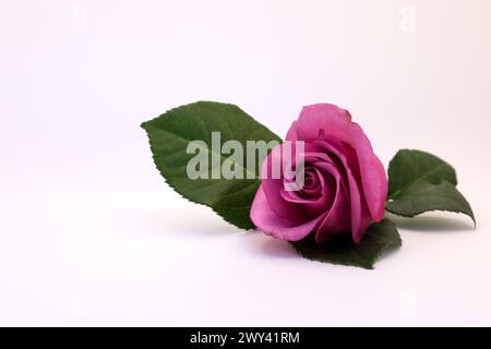 Nahaufnahme einer atemberaubend schönen Blume Stockfoto