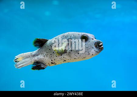 Schwarzfleckenpuffer (Arothron nigropunctatus)/ Hundepuffer, ein tropischer Meeresfisch (Familie Tetraodontidae), Indo-Pazifik-Region Stockfoto