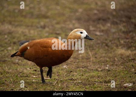 Rote Ente Weibchen, Ruddy Shelduck, bekannt als Brahminy Duck Stockfoto