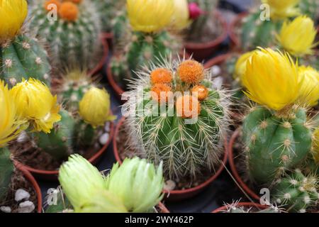 Mehrere Parodia-Kakteen in Blumentöpfen mit orangen und gelben Blüten Stockfoto