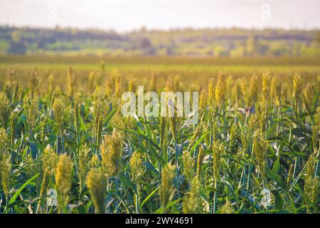 Büsche Getreide und Futterhirse Pflanzen eine Art Reifen und wachsen auf dem Feld in einer Reihe unter freiem Himmel. Ernte. Stockfoto