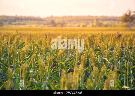 Büsche Getreide und Futterhirse Pflanzen eine Art Reifen und wachsen auf dem Feld in einer Reihe unter freiem Himmel. Ernte. Stockfoto