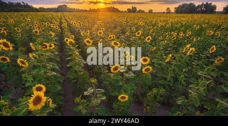 Ein malerisches Feld mit einer blühenden Sonnenblume bei Sonnenuntergang. Getreideernte im Sommer. Stockfoto