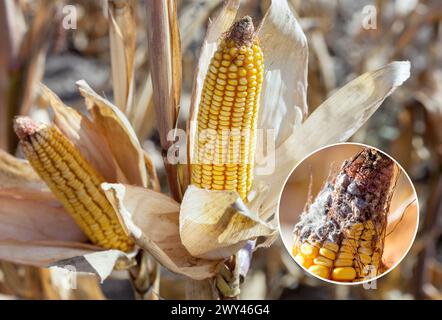 Unreife, kranke und schimmelige Maiskolben auf dem Feld, Nahaufnahme. Sammeln Sie Maisgut. Stockfoto