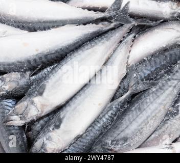 Hintergrund der gefrorenen Makrele. Gefrorene Gruppe von Fischen. Eisfisch. Makrelen-Haufen. Makrelenmuster. Makrelen-Textur. Stockfoto