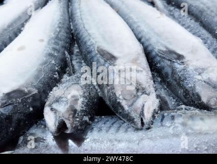 Hintergrund der gefrorenen Makrele. Gefrorene Gruppe von Fischen. Eisfisch. Makrelen-Haufen. Makrelenmuster. Makrelen-Textur. Stockfoto