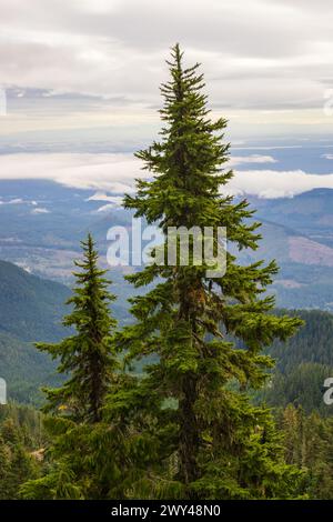 Lake Cushman vom Mount Ellinor im Olympic National Forest im US-Bundesstaat Washington Stockfoto