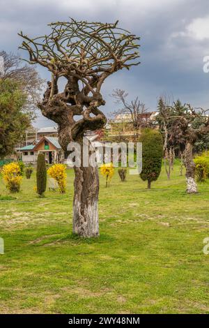 Shalimar Bagh, Mogul-Garten, 17. Jahrhundert, Srinagar, Kaschmir, Indien Stockfoto