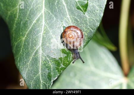 Kleine gegürtelte Schnecke (Hygromia cinctella), Familie Hygromiidae. Über Efeublätter kriechen, Hedera Helix. Frühling, April, Niederlande Stockfoto