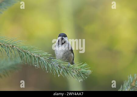 Ein Schwarzdecker sitzt am Ende eines Kiefernzweigs Stockfoto