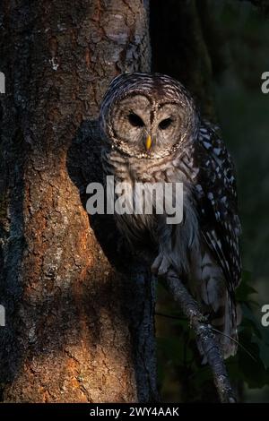 Eine Eulenkeule sitzt auf einem Ast im Sonnenstrahl Stockfoto