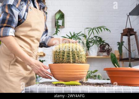 Überwachsene Hauspflanze mit großem Stachelkaktus Echinocactus Gruzoni in einen neuen größeren Topf umtopfen. Pflege der Topfpflanze, Hände der Frau in Schürze Stockfoto