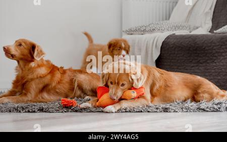 Zwei Hunde und Welpen, Ein Nova Scotia Duck Tolling Retriever und Ein toller, spielen auf dem Boden in Einem Raum mit Einem hellen Entenspielzeug Stockfoto
