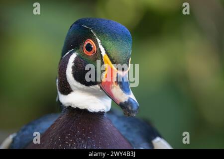 Eine drake Holzente (männliche Holzente) posiert wunderschön für die Kamera Stockfoto