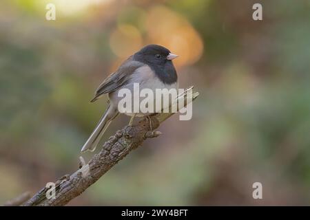 Ein dunkeläugiger Junco aus Oregon (Junco hyemalis) sitzt am Ende eines gebrochenen Asts Stockfoto
