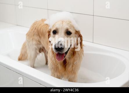 Golden Retriever Dog genießt Ein Bad in Einer weißen Badewanne mit Schaum auf dem Kopf Stockfoto