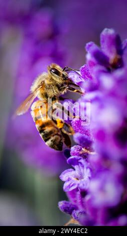 Die Biene sammelt Nektar auf einer Lavendelpflanze so nah, dass Sie sogar die Haare auf der Biene zählen können Stockfoto
