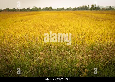 Bild von einem wunderschönen Reisfeld mit Terrassen in der Wassersaison und Bewässerung. Blick von oben auf Reisfeld, Vietnam. Reisfeld. Reifes Reisfeld und Himmelsland Stockfoto