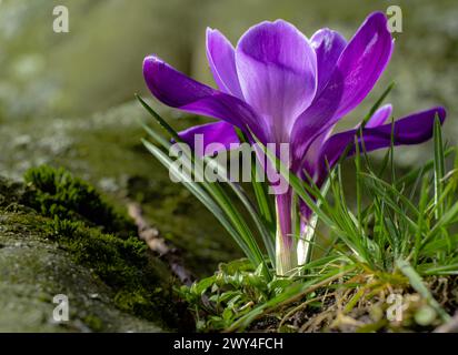 Ein Krokusfoto mit Makrolinse auf ein kleines Moosfeld neben der Wurzel eines Baumes Stockfoto